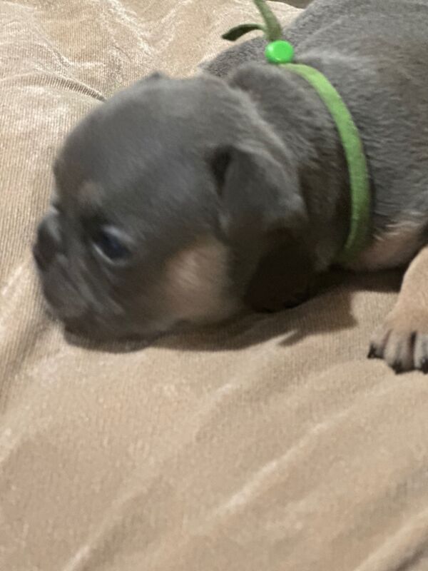 French Bulldog puppies for sale in Wellingborough, Northamptonshire – KC registered, 3 weeks old - Image 11 of 12