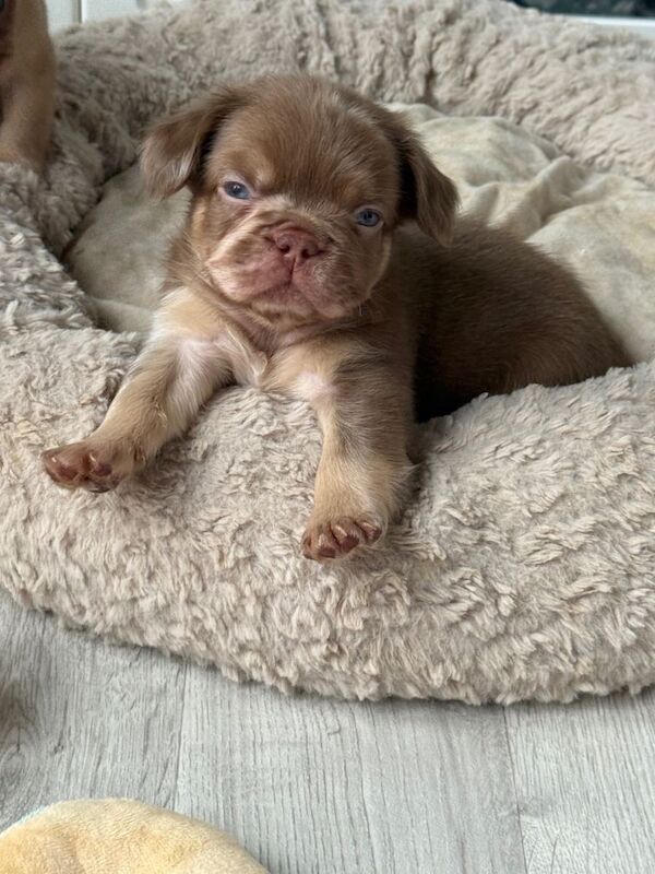 Blue French Bulldog Puppies For Sale