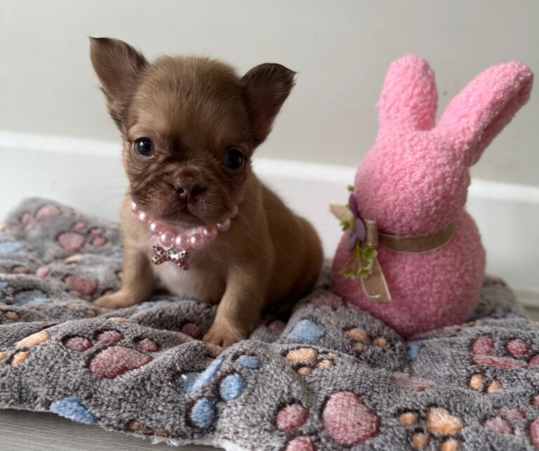 5* fluffy French bulldogs - Image 2 of 6