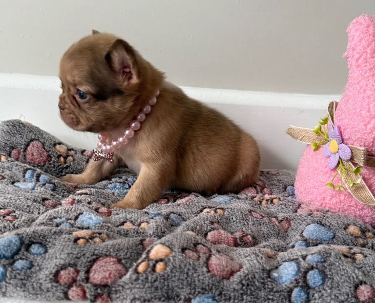 5* fluffy French bulldogs - Image 3 of 6