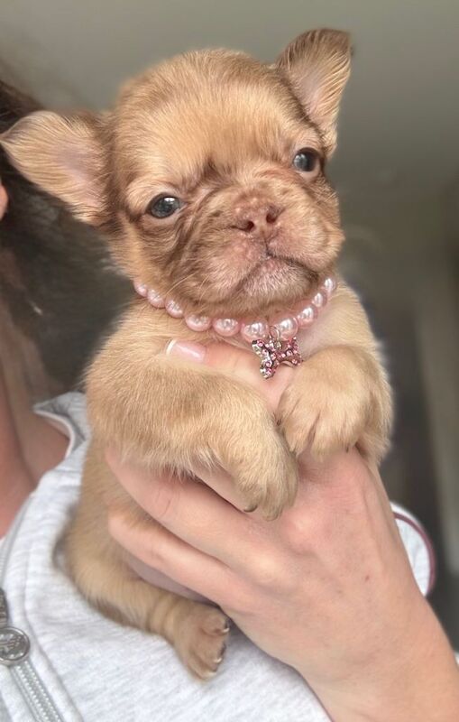 5* fluffy French bulldogs - Image 4 of 6