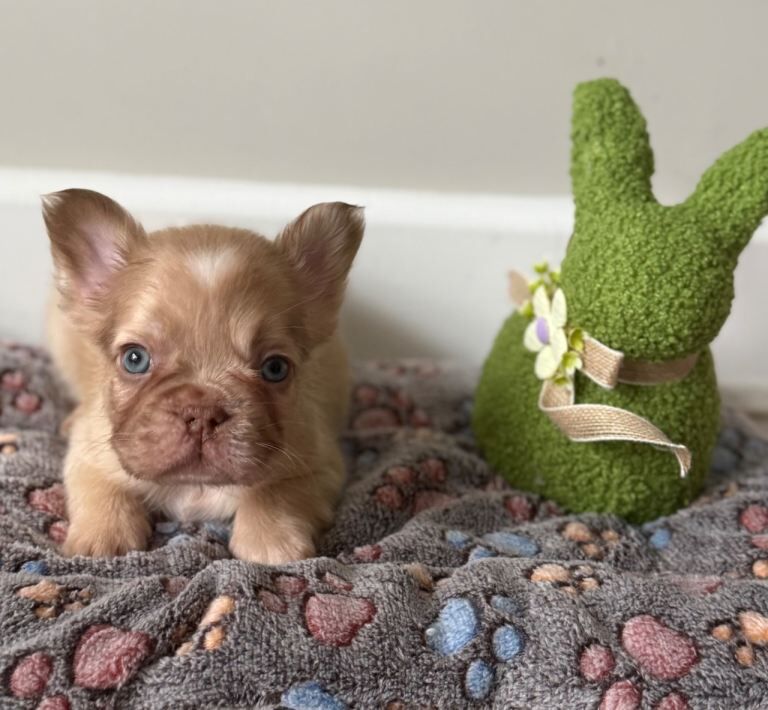 5* fluffy French bulldogs - Image 5 of 6