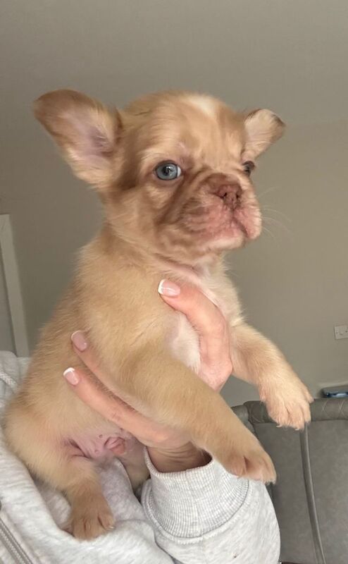5* fluffy French bulldogs - Image 6 of 6