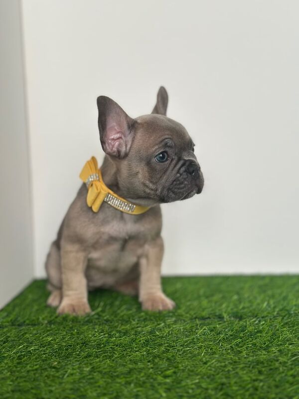 5 French bulldog puppies - Image 2 of 3