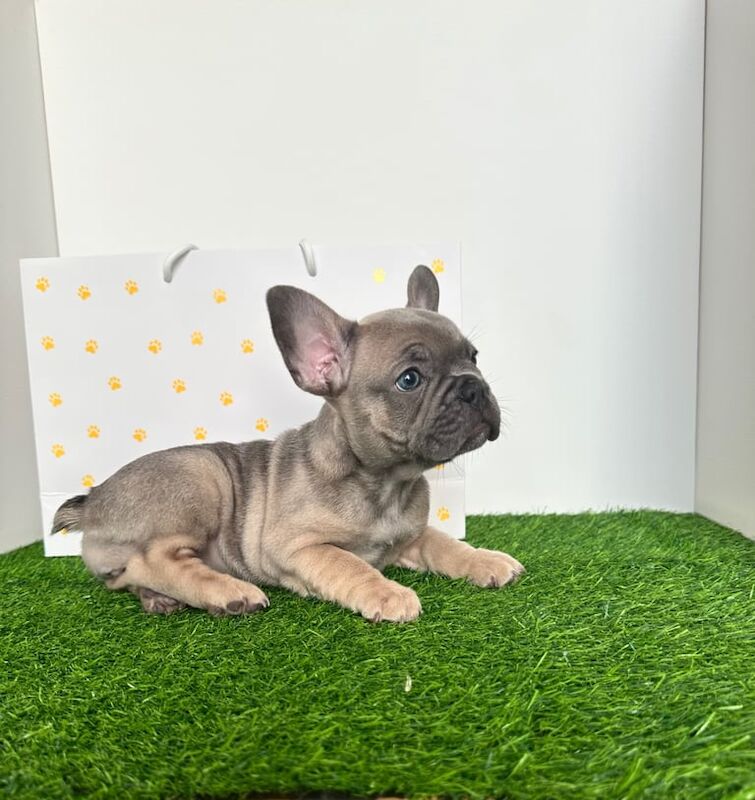5 French bulldog puppies - Image 3 of 3
