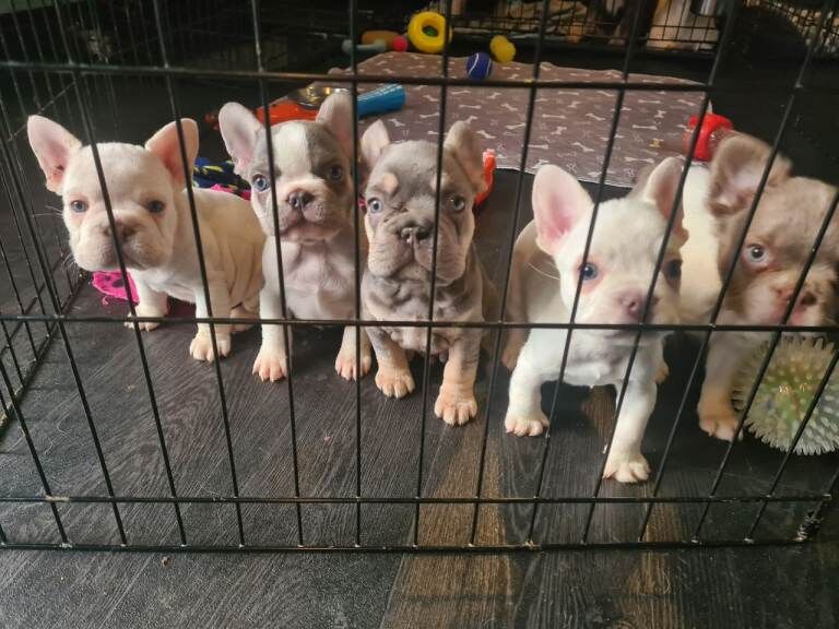 French Bulldog puppies for sale in Calne, Wiltshire – 9 weeks old