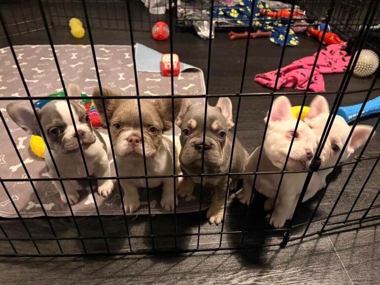 French Bulldog puppies for sale in Calne, Wiltshire – 11 weeks old - Image 2 of 3
