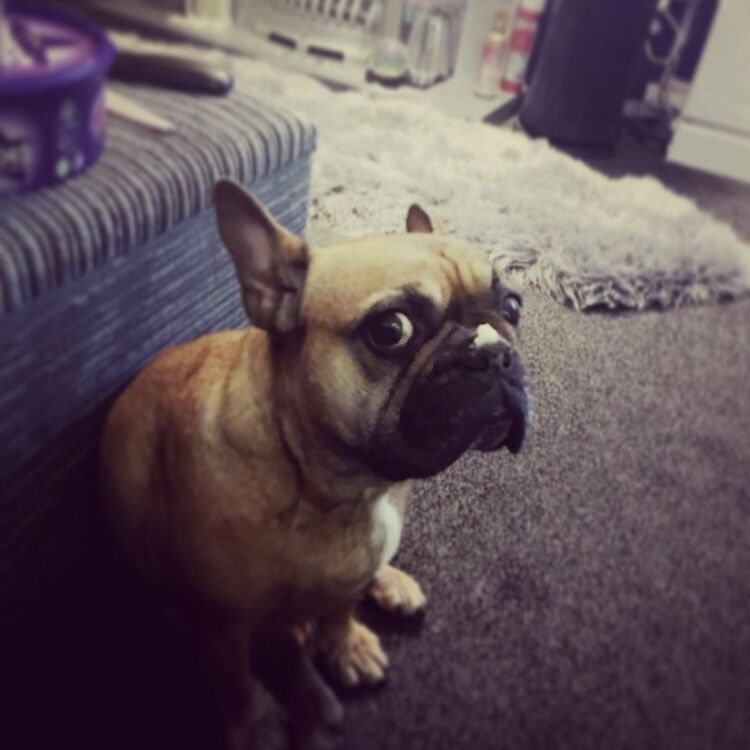 French Bulldog puppies for sale in Conwy – 1 year old - Image 3 of 3