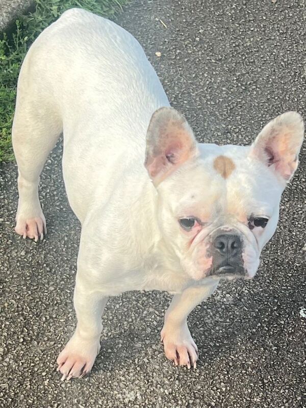 French Bulldog puppies for sale in St Albans, Hertfordshire – 5 years old