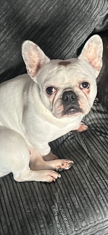 5 year old French bulldog - Image 2 of 3