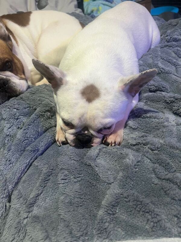 5 year old French bulldog - Image 3 of 3