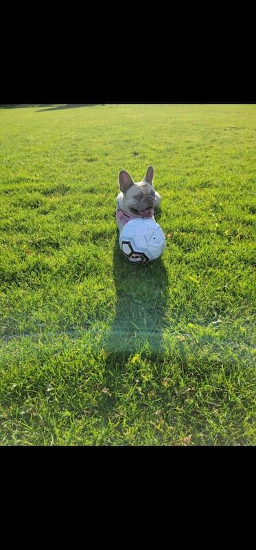 5 year old french bulldog - Image 2 of 3