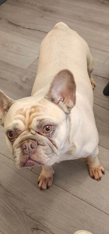 5 year old french bulldog - Image 3 of 3