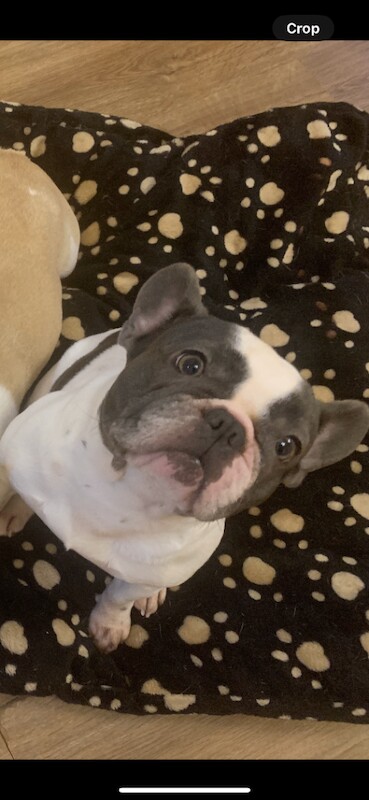 5 year old French bulldog female Kc registered