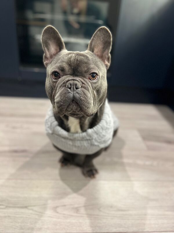 French Bulldog Dogs And Puppies For Adoption