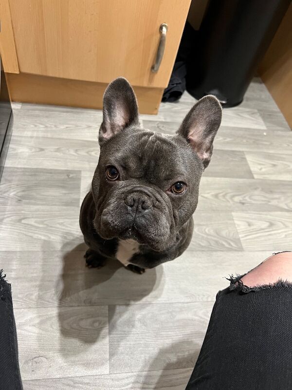 5 year old frenchie for rehome - Image 2 of 3