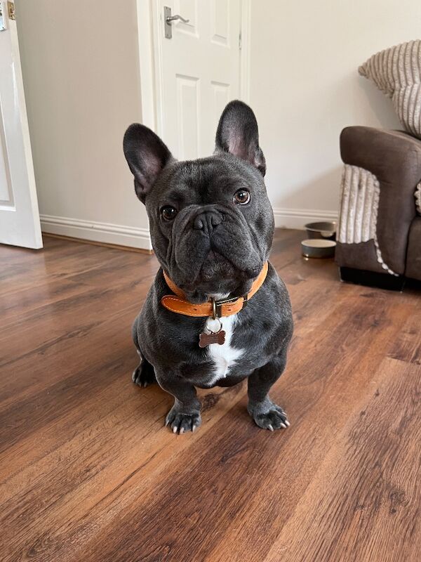 5 year old frenchie for rehome - Image 3 of 3