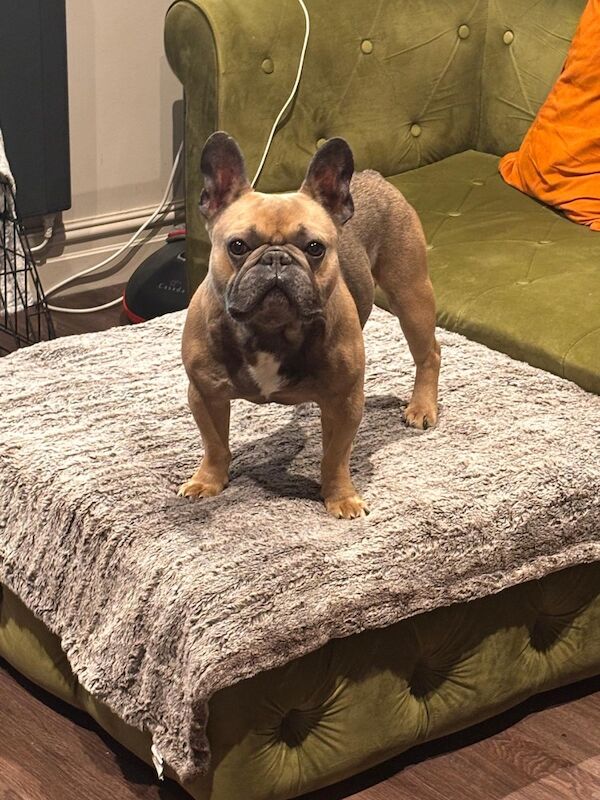 French Bulldog puppies for sale in Loughborough, Leicestershire – 39 years old
