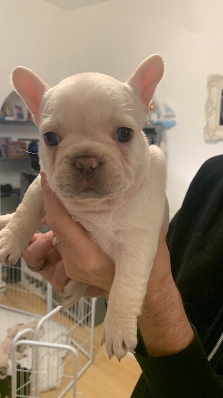 6 beautiful French bulldog puppies for sale - Image 2 of 4