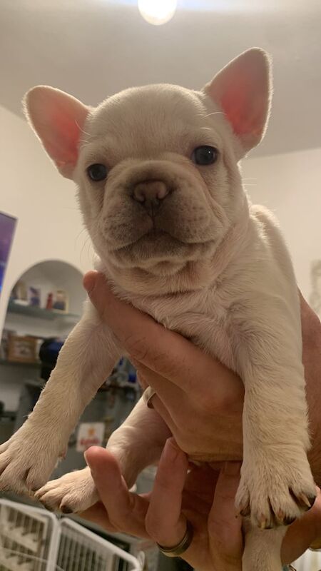 6 beautiful French bulldog puppies for sale - Image 3 of 4