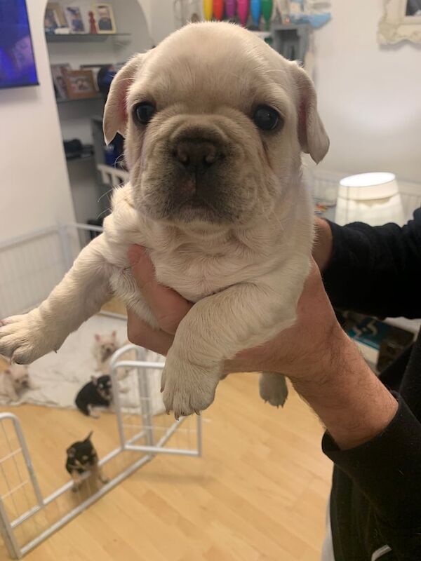 6 beautiful French bulldog puppies for sale - Image 4 of 4