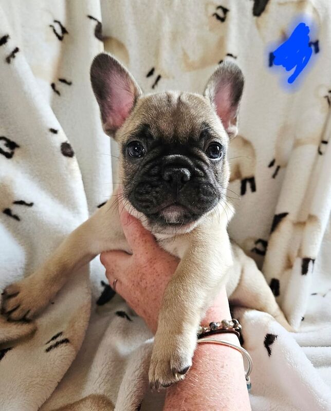 French Bulldog puppies for sale in Bridgnorth, Shropshire – KC registered, 7 weeks old
