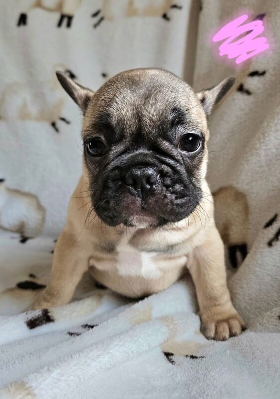 French Bulldog puppies for sale in Bridgnorth, Shropshire – KC registered, 7 weeks old - Image 2 of 3