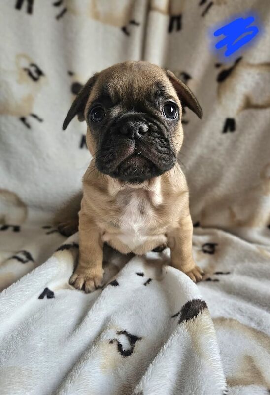 French Bulldog puppies for sale in Bridgnorth, Shropshire – KC registered, 7 weeks old - Image 3 of 3
