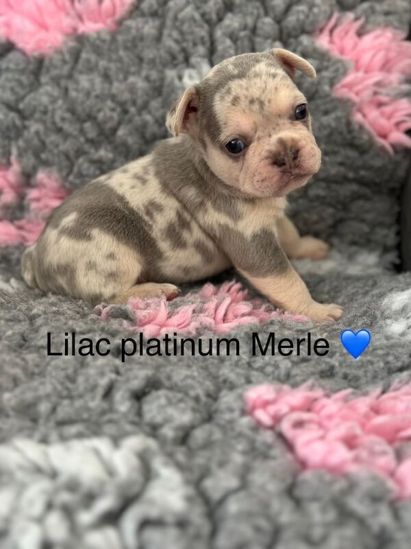 6 beautiful French bulldog pups for sale in Bilston, West Midlands - Image 1