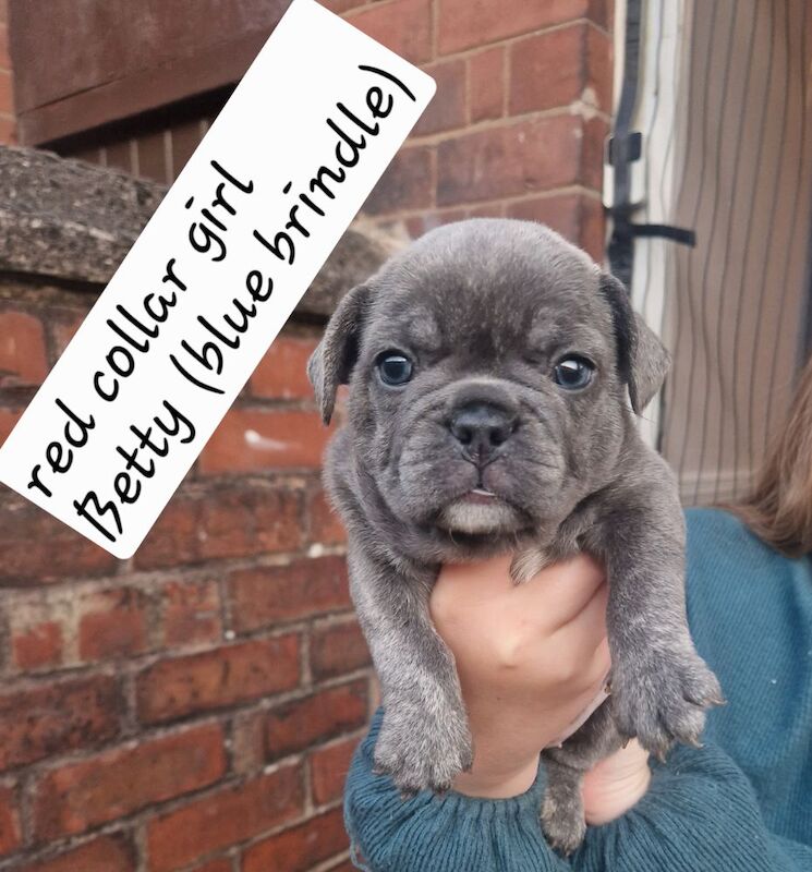 French Bulldog puppies for sale in Coventry, West Midlands – KC registered, 5 weeks old