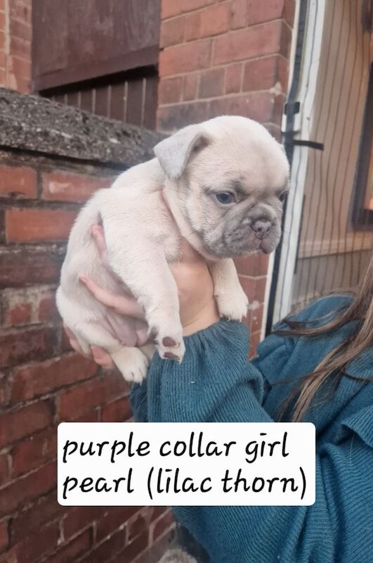 French Bulldog puppies for sale in Coventry, West Midlands – KC registered, 5 weeks old - Image 2 of 15