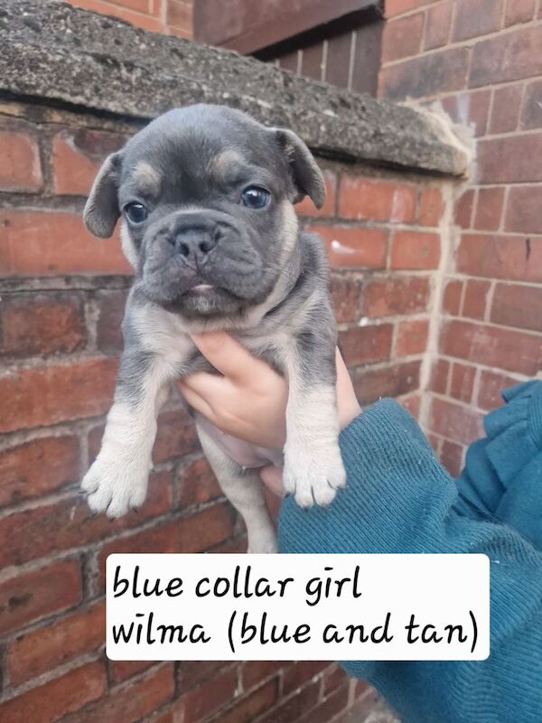 French Bulldog puppies for sale in Coventry, West Midlands – KC registered, 5 weeks old - Image 3 of 15