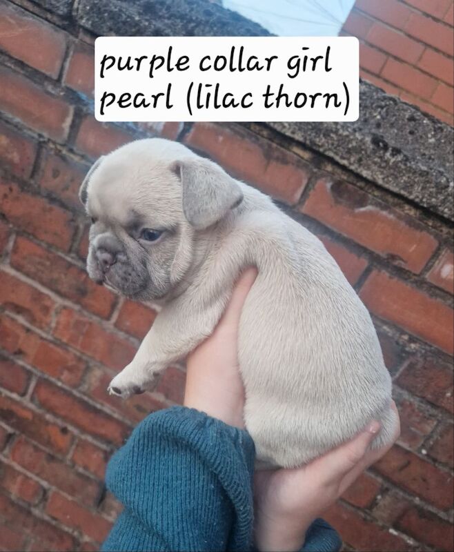 French Bulldog puppies for sale in Coventry, West Midlands – KC registered, 5 weeks old - Image 4 of 15