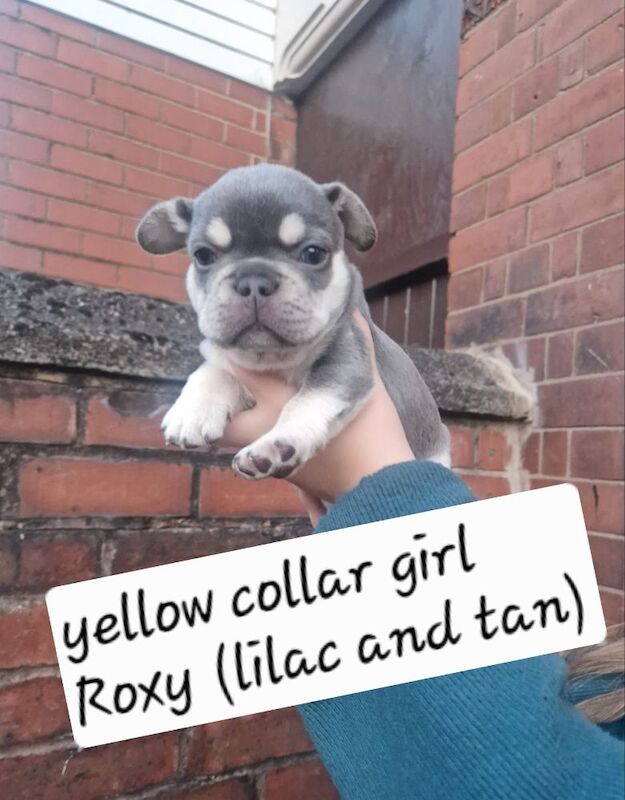 French Bulldog puppies for sale in Coventry, West Midlands – KC registered, 5 weeks old - Image 5 of 15