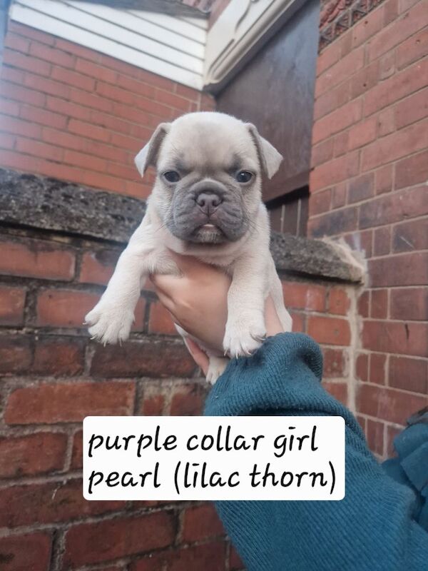French Bulldog puppies for sale in Coventry, West Midlands – KC registered, 5 weeks old - Image 6 of 15