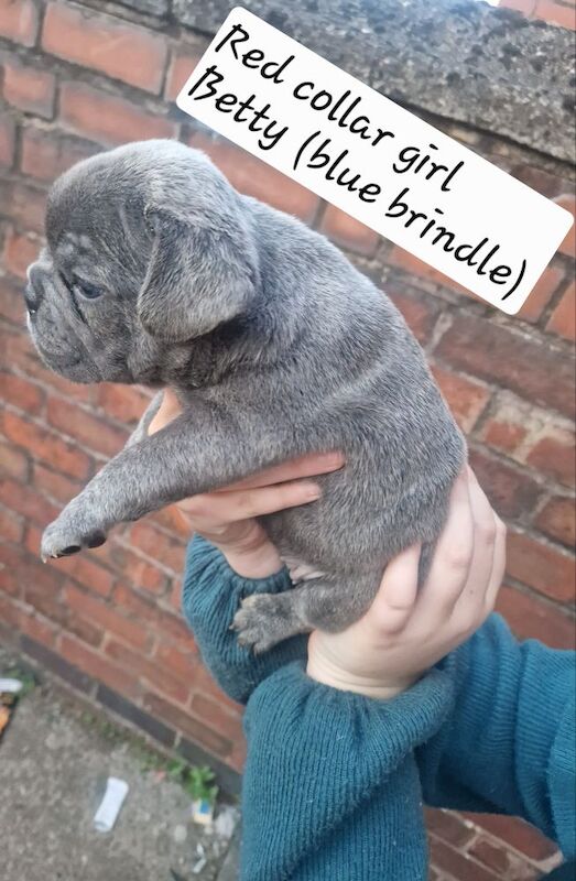French Bulldog puppies for sale in Coventry, West Midlands – KC registered, 5 weeks old - Image 7 of 15
