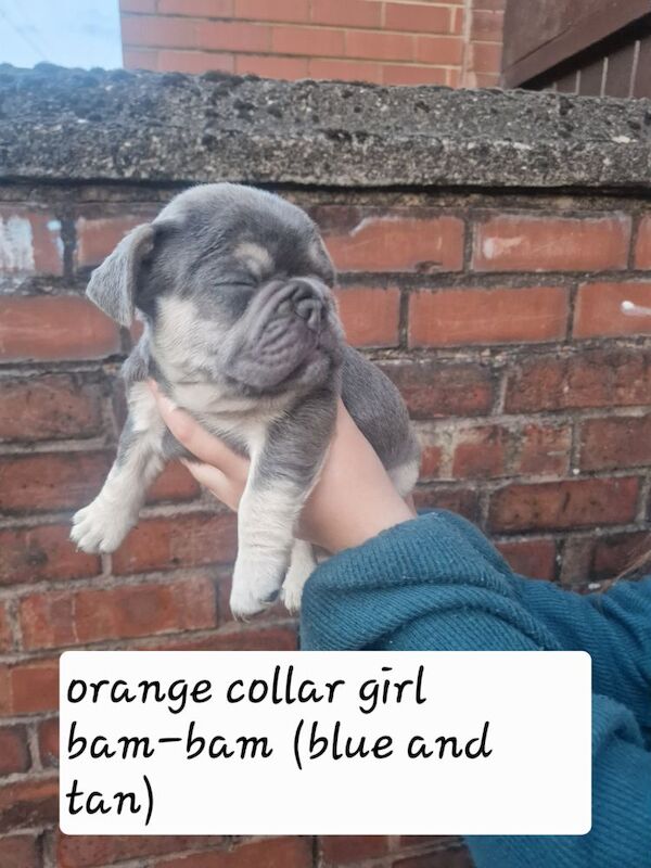 French Bulldog puppies for sale in Coventry, West Midlands – KC registered, 5 weeks old - Image 8 of 15