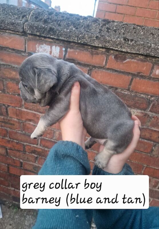 French Bulldog puppies for sale in Coventry, West Midlands – KC registered, 5 weeks old - Image 9 of 15