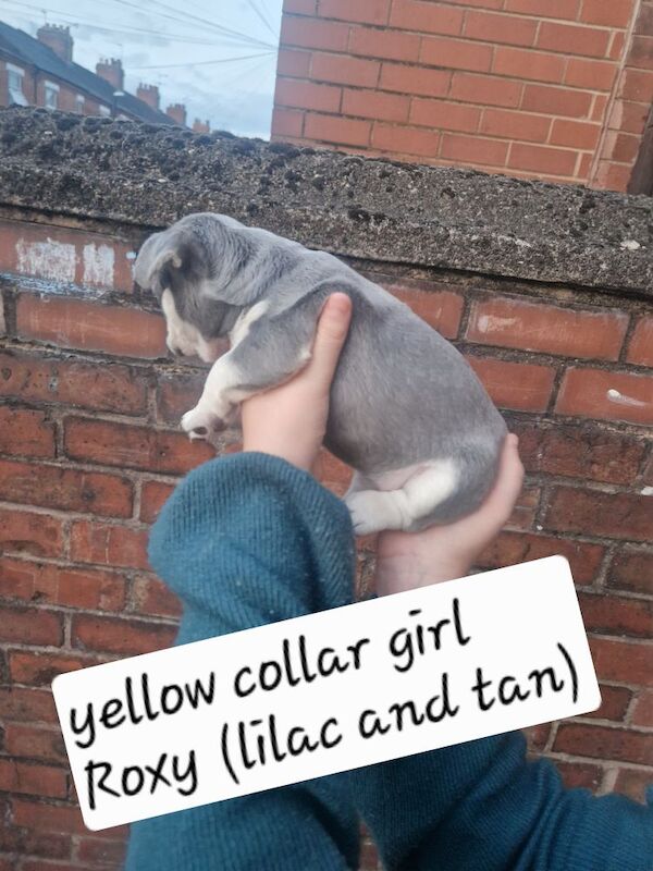 French Bulldog puppies for sale in Coventry, West Midlands – KC registered, 5 weeks old - Image 10 of 15