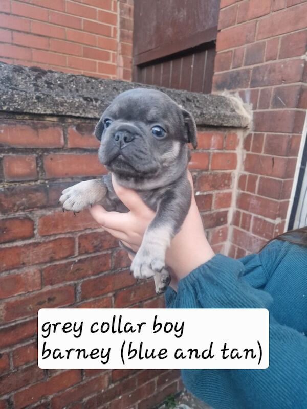 French Bulldog puppies for sale in Coventry, West Midlands – KC registered, 5 weeks old - Image 11 of 15
