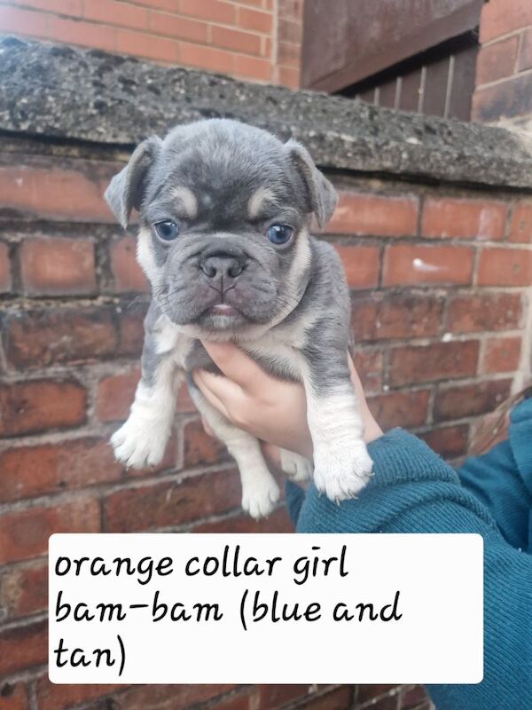 French Bulldog puppies for sale in Coventry, West Midlands – KC registered, 5 weeks old - Image 12 of 15