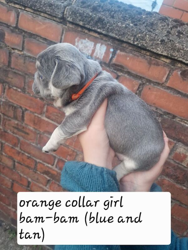 French Bulldog puppies for sale in Coventry, West Midlands – KC registered, 5 weeks old - Image 13 of 15