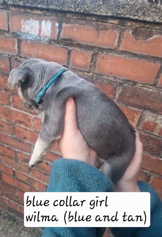 French Bulldog puppies for sale in Coventry, West Midlands – KC registered, 5 weeks old - Image 14 of 15