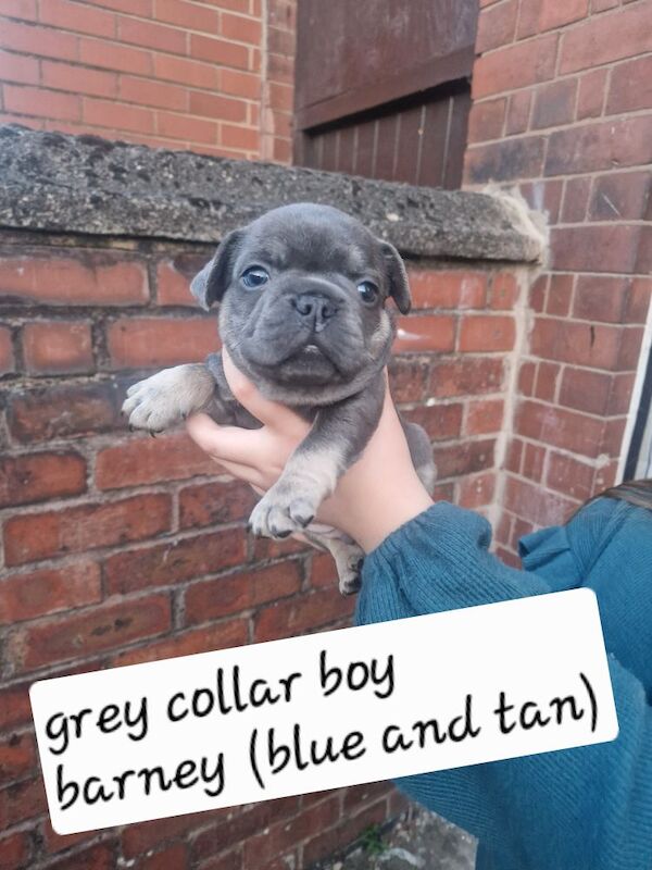 French Bulldog puppies for sale in Coventry, West Midlands – KC registered, 5 weeks old - Image 15 of 15