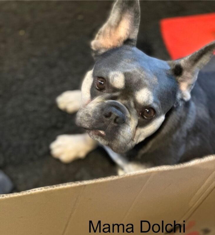 French Bulldog puppies for sale in Wellingborough, Northamptonshire – 1 week old - Image 1 of 15