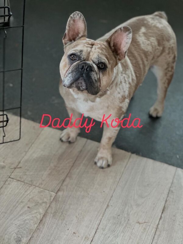 French Bulldog puppies for sale in Wellingborough, Northamptonshire – 1 week old - Image 2 of 15
