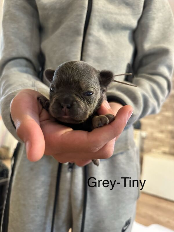 French Bulldog puppies for sale in Wellingborough, Northamptonshire – 1 week old - Image 3 of 15
