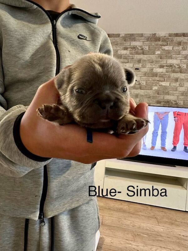 French Bulldog puppies for sale in Wellingborough, Northamptonshire – 1 week old - Image 5 of 15