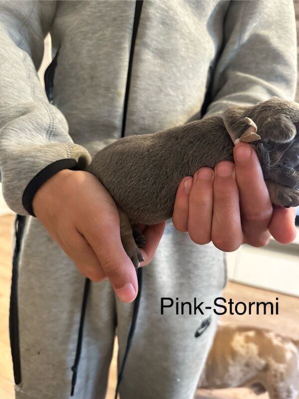 French Bulldog puppies for sale in Wellingborough, Northamptonshire – 1 week old - Image 6 of 15