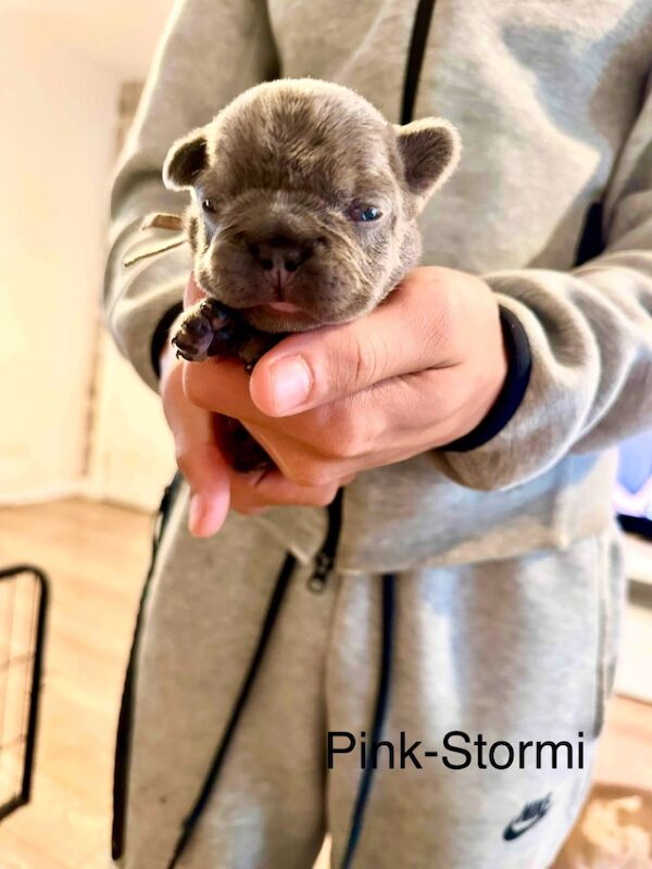 French Bulldog puppies for sale in Wellingborough, Northamptonshire – 1 week old - Image 7 of 15
